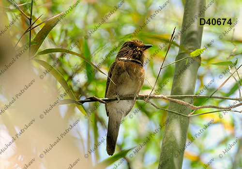 Crescent-chested Puffbird (Malacoptila striata)